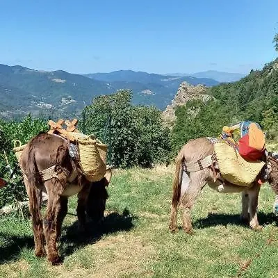 Campsite Les Soleillas Pour Votre Zen'Ittude Chalencon France